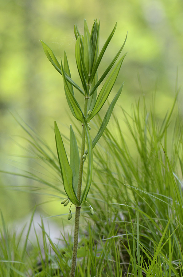 Polygonatum verticillatum (L.) All.